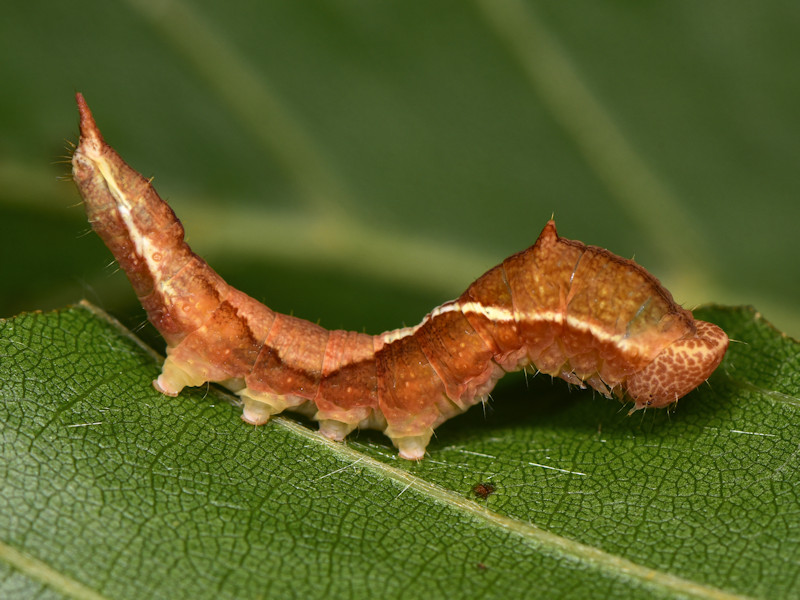 Ciclo di Watsonalla cultraria - Drepanidae