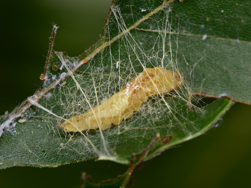 Ciclo di Watsonalla cultraria - Drepanidae