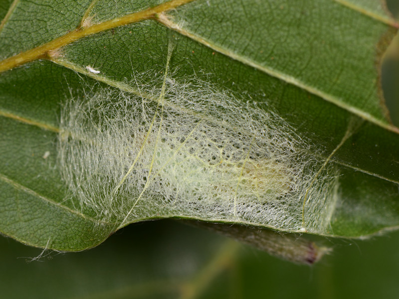 Ciclo di Watsonalla cultraria - Drepanidae