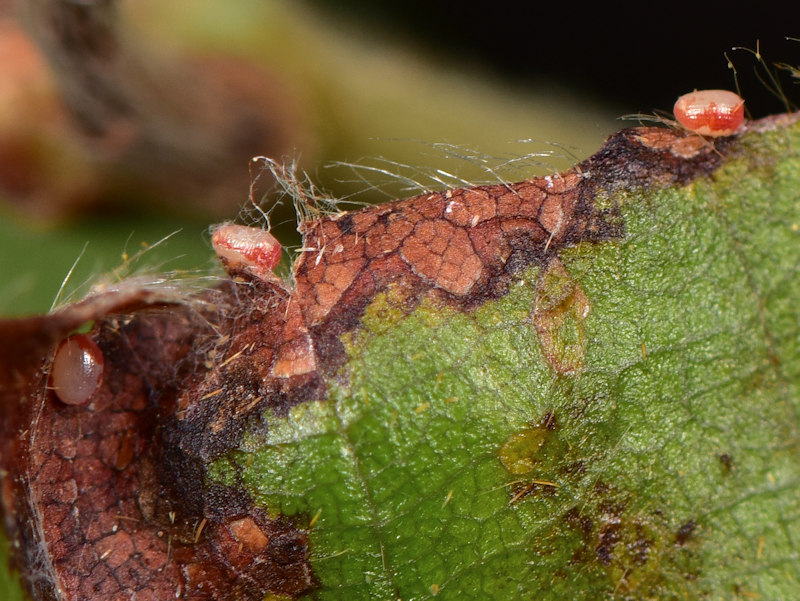 Ciclo di Watsonalla cultraria - Drepanidae