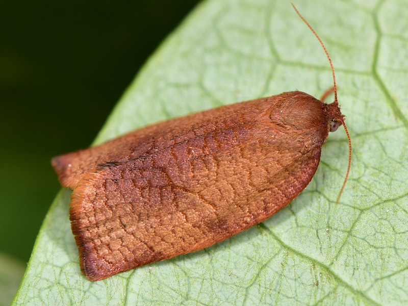 Ciclo di Cacoecimorpha pronubana - Tortricidae