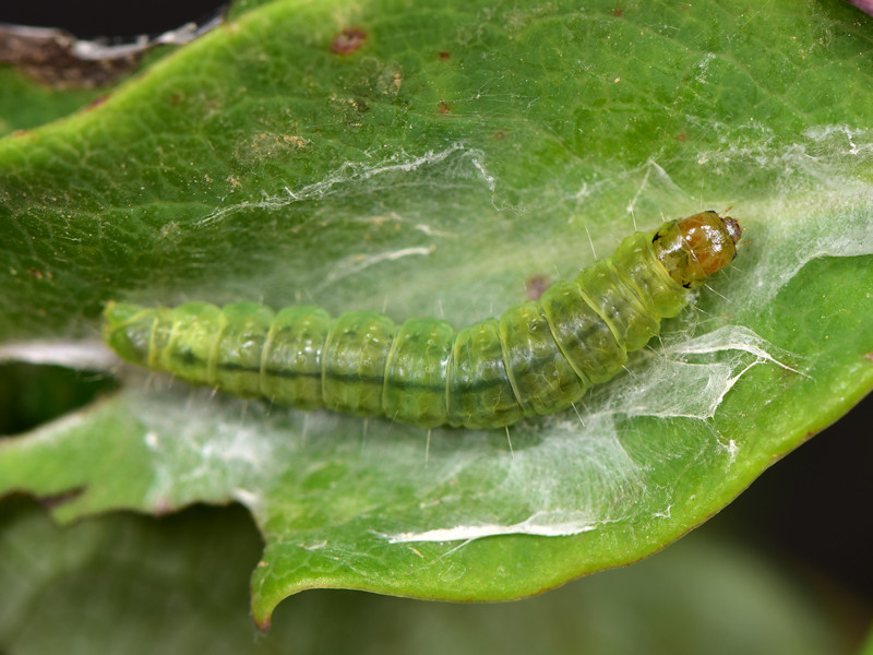 Ciclo di Cacoecimorpha pronubana - Tortricidae