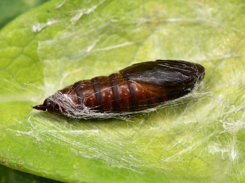 Ciclo di Cacoecimorpha pronubana - Tortricidae