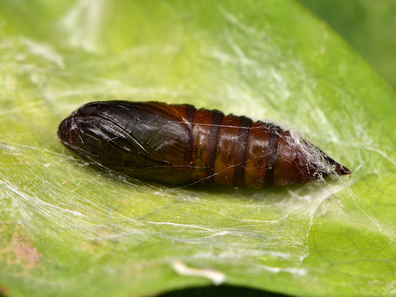 Ciclo di Cacoecimorpha pronubana - Tortricidae