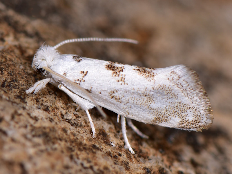 Microlepidotteri, SIC Monte Calvo e Monte Calvilli, Frosinone