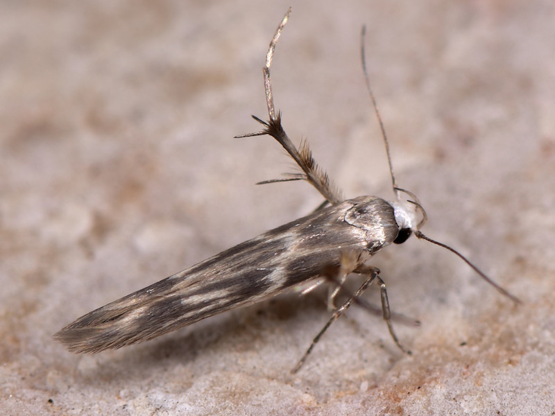 Microlepidotteri, SIC Monte Calvo e Monte Calvilli, Frosinone