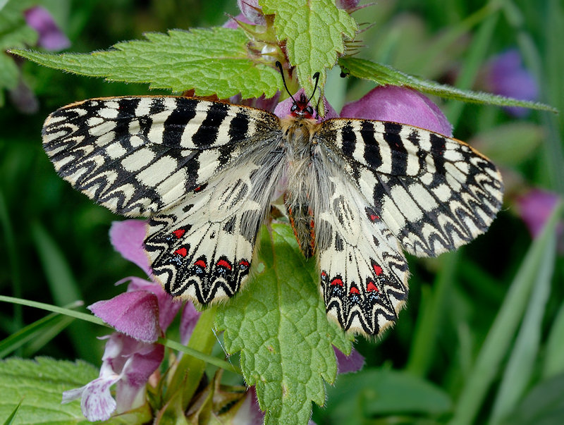 Zerynthia cassandra