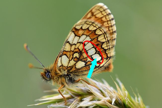 Melitaea varia? S