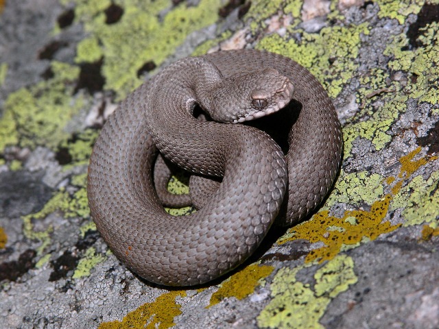 Rara 