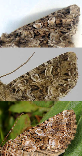 Hadena perplexa