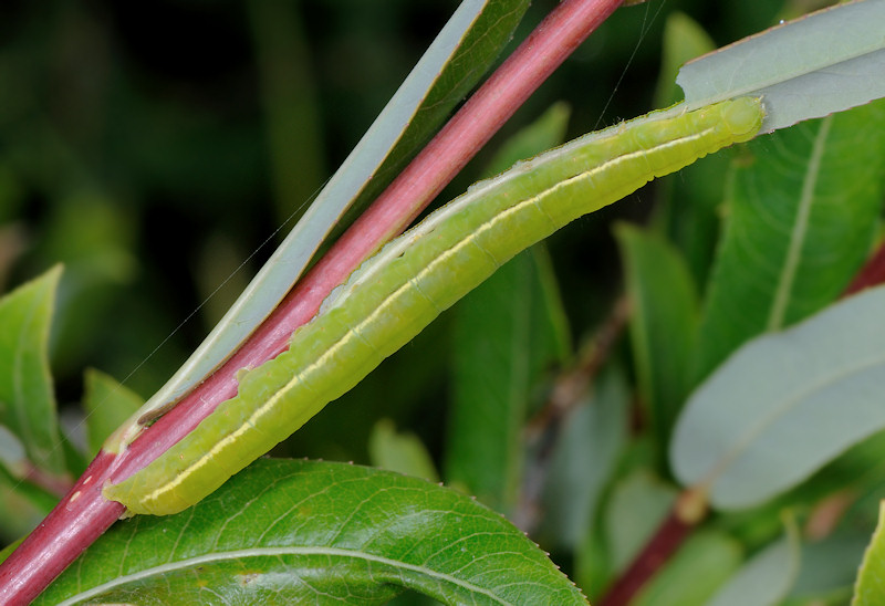Erebidae:  Scoliopteryx libatrix