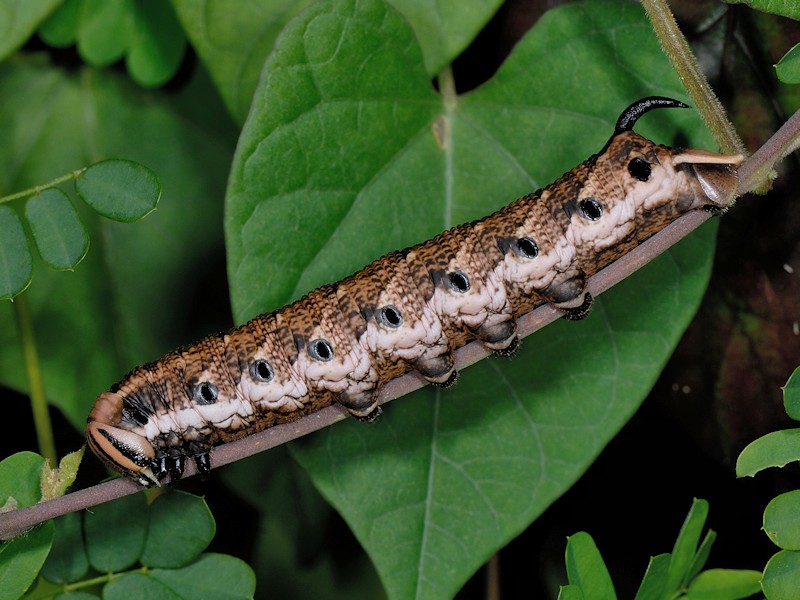 Bruco di Agrius convolvuli (Sphingidae)