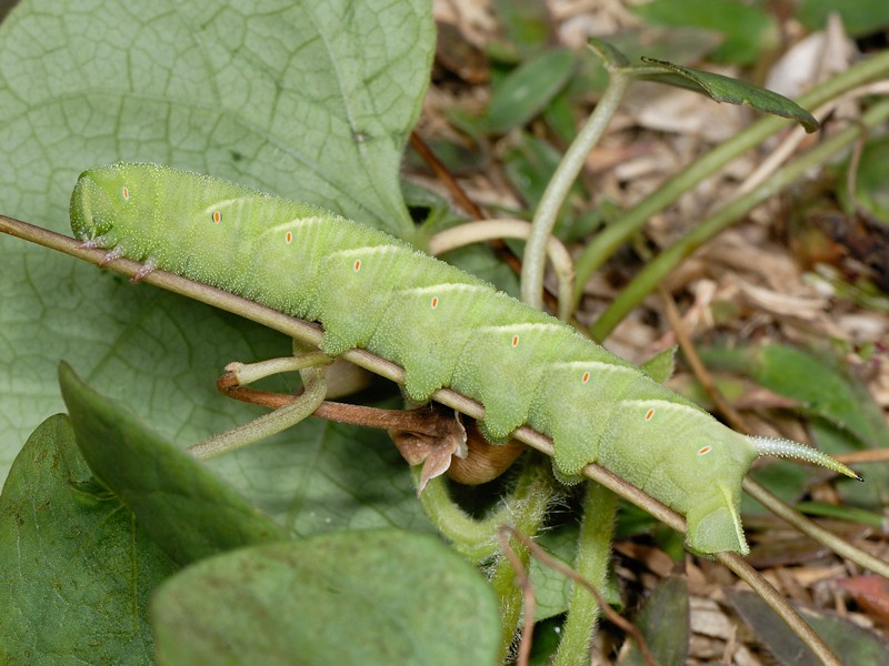 Bruco di Agrius convolvuli (Sphingidae)