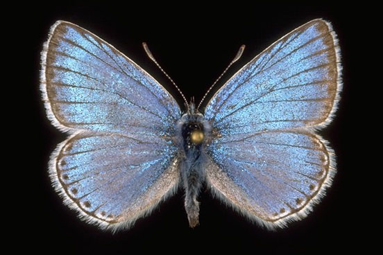 Polyommatus (Lysandra) bellargus ?