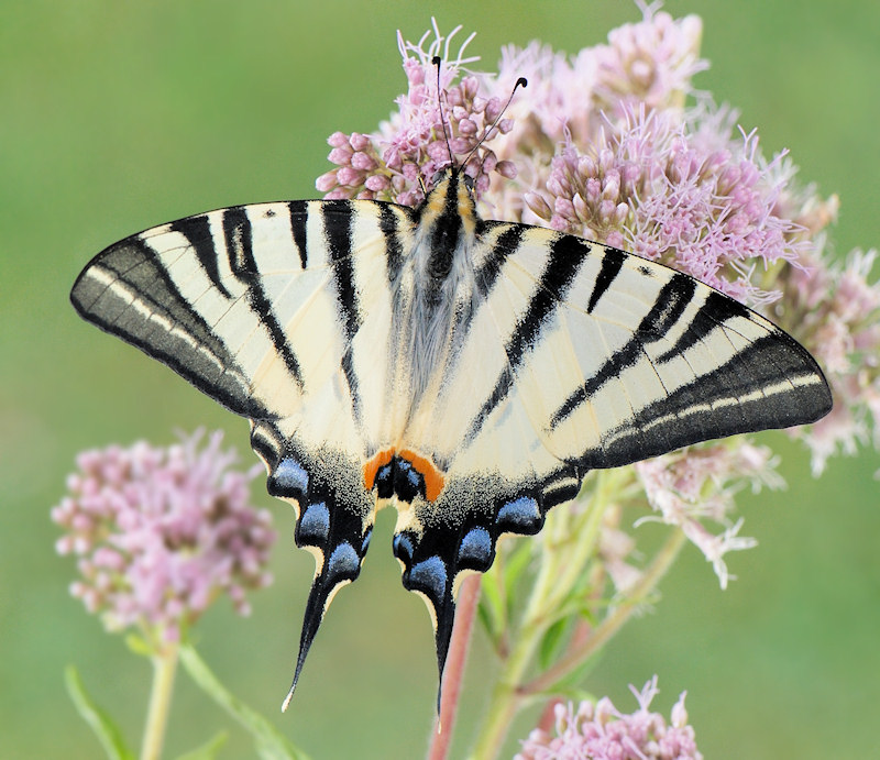 Papilio Machaon, the Queen