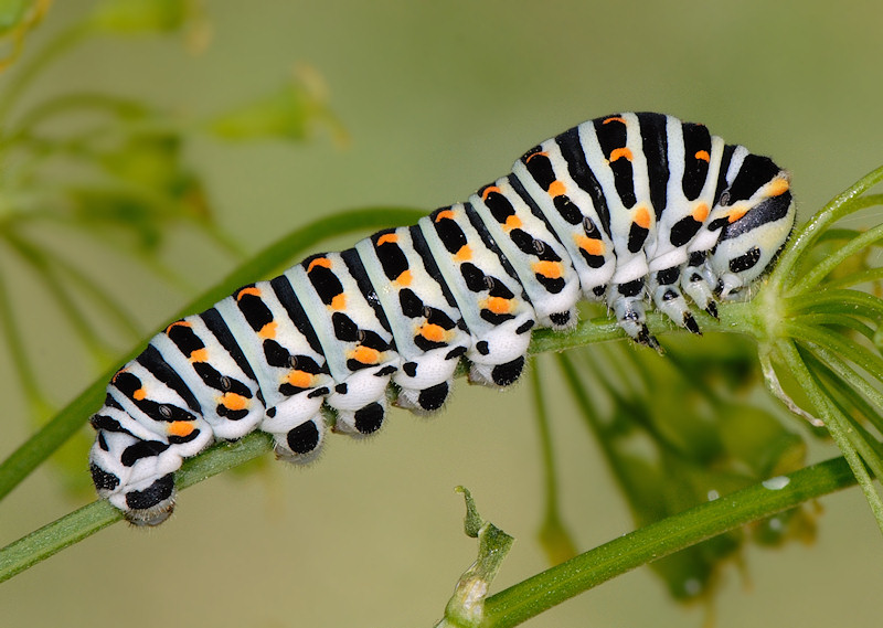 Papilio Machaon, the Queen