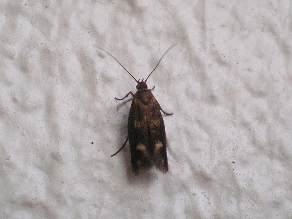 questo  che microborboleta??