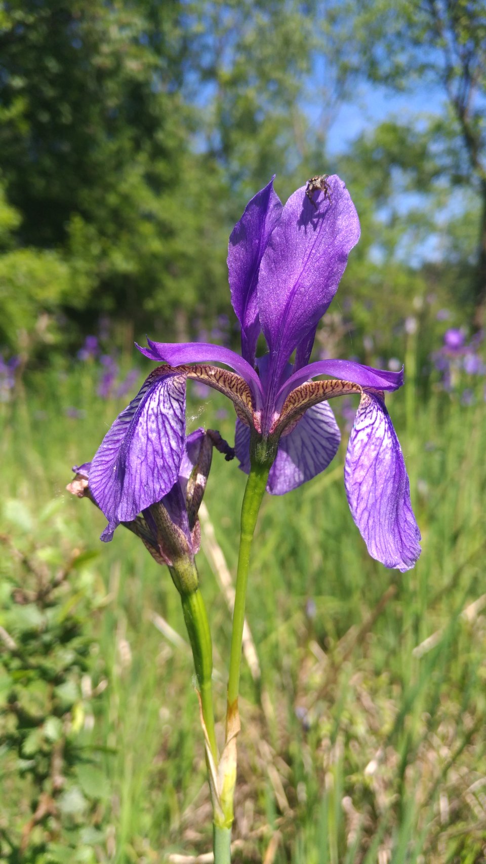 Iris sibirica / Giaggiolo siberiano