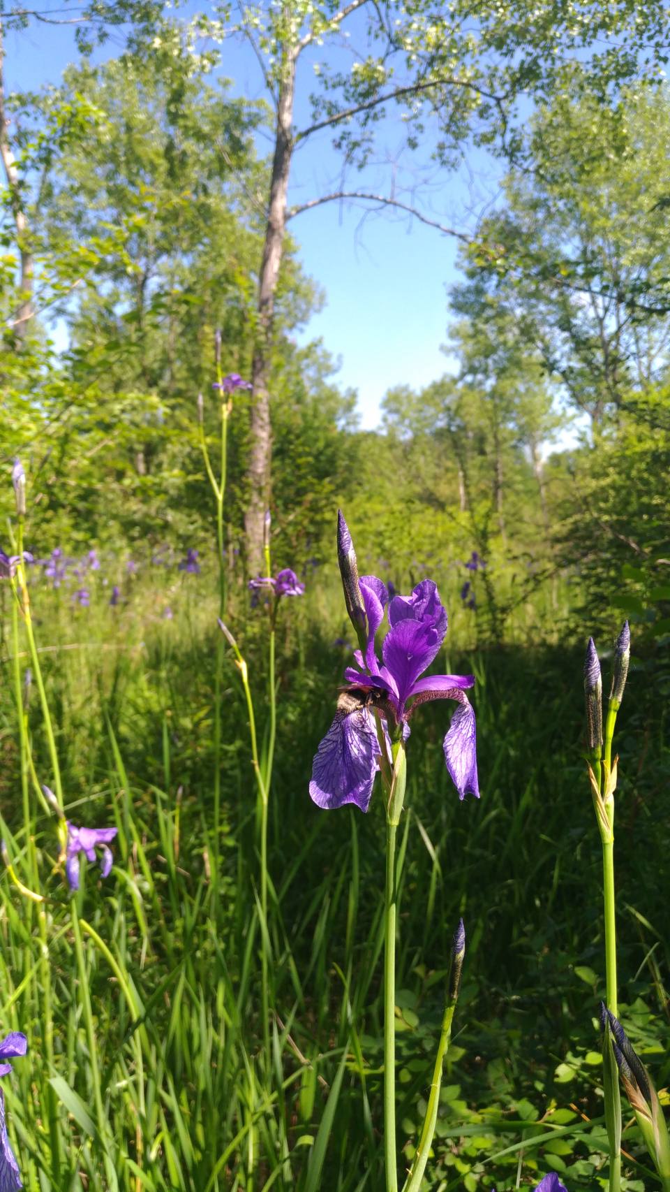 Iris sibirica / Giaggiolo siberiano