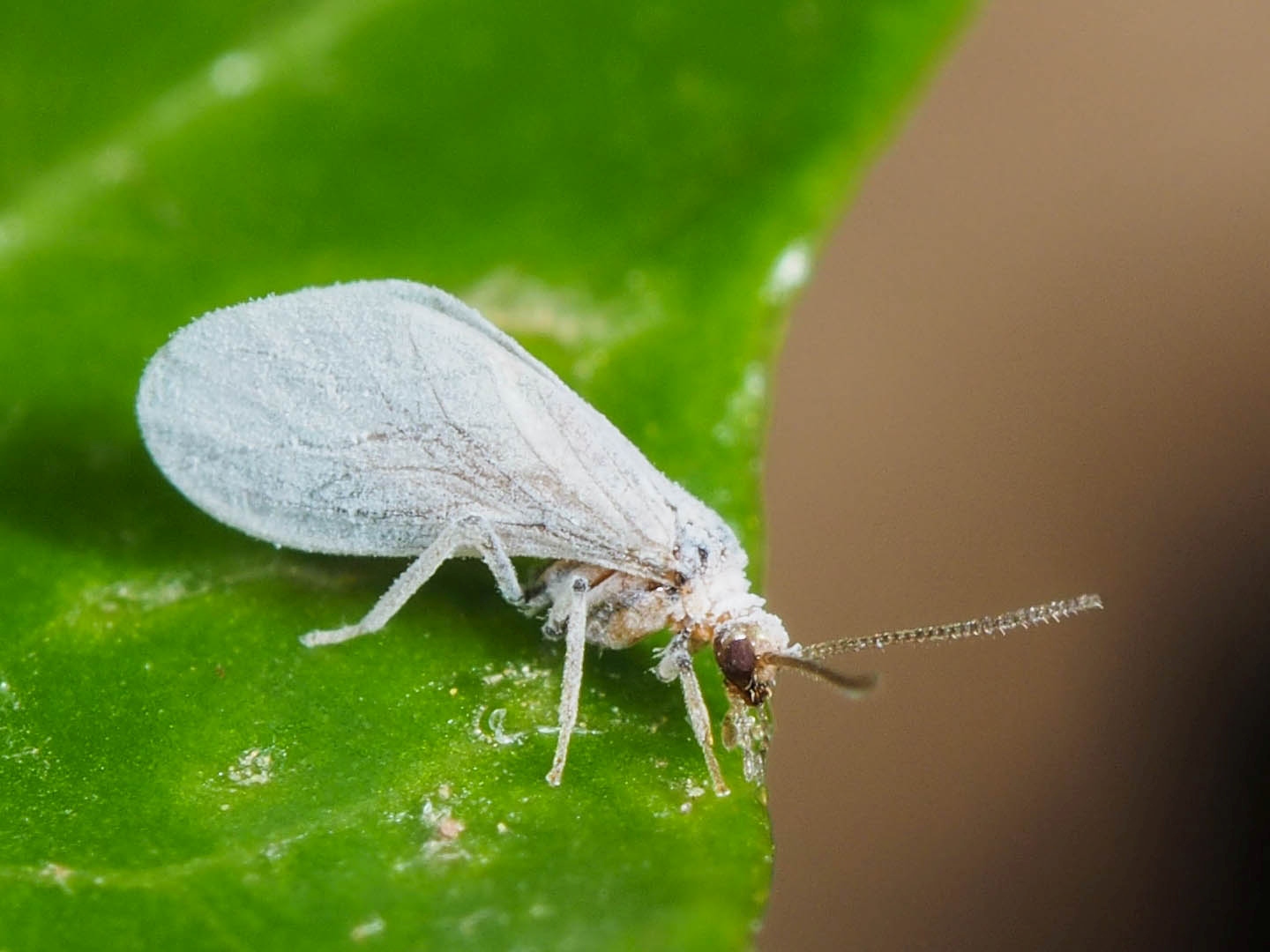 Coniopterygidae: ...forse Coniopteryx sp.
