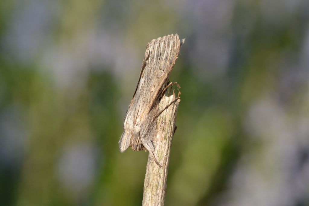id falena - Cucullia (Cucullia) calendulae, Noctuidae