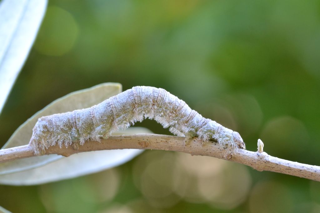 pu essere un bruco di Catocala - No, Campaea honoraria, Geometridae