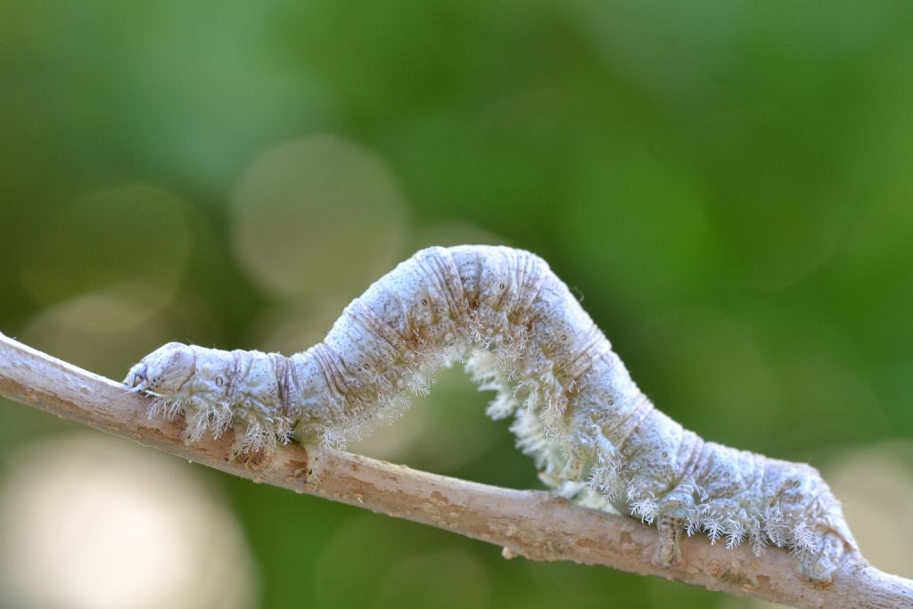 pu essere un bruco di Catocala - No, Campaea honoraria, Geometridae