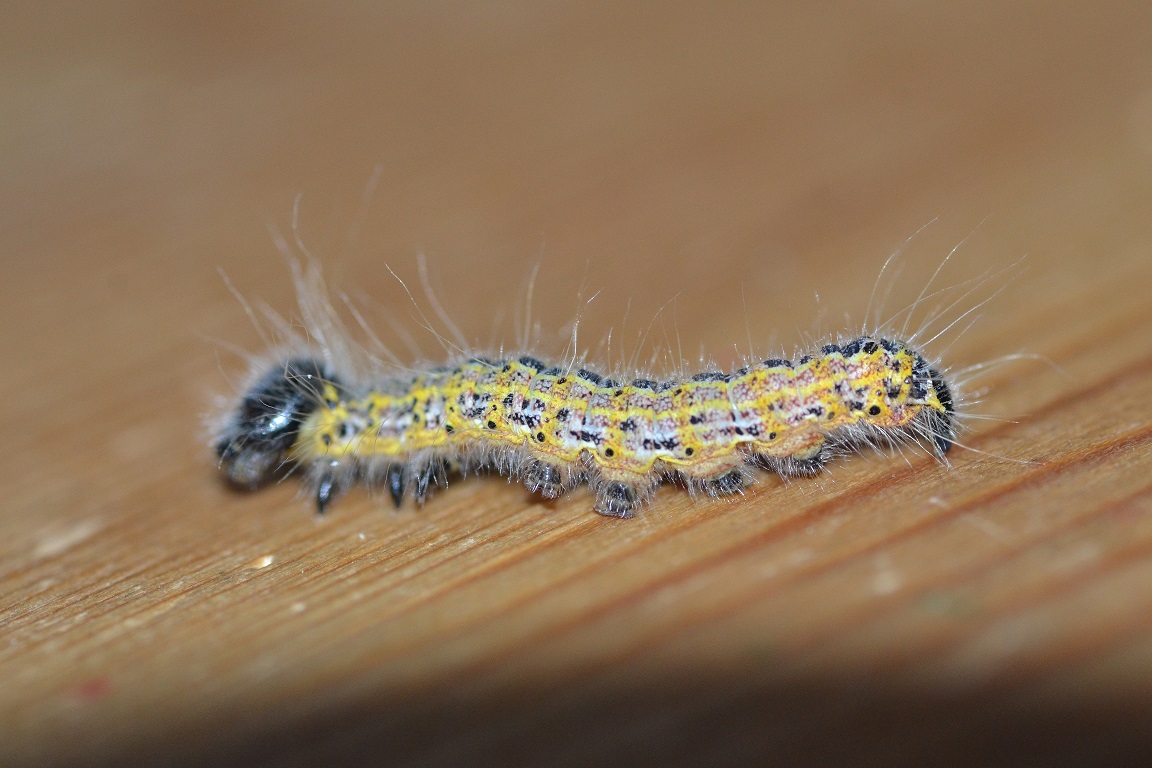 bruco  un po peloso da id -  Phalera bucephala, Notodontidae