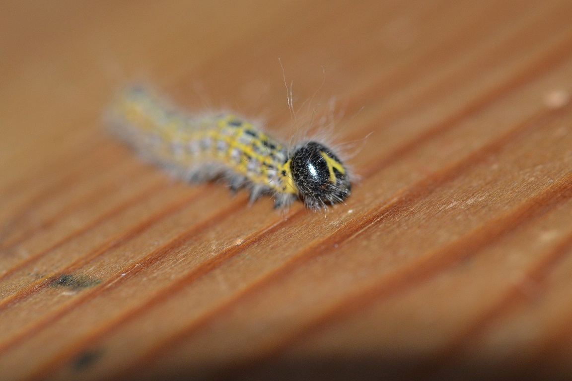 bruco  un po peloso da id -  Phalera bucephala, Notodontidae