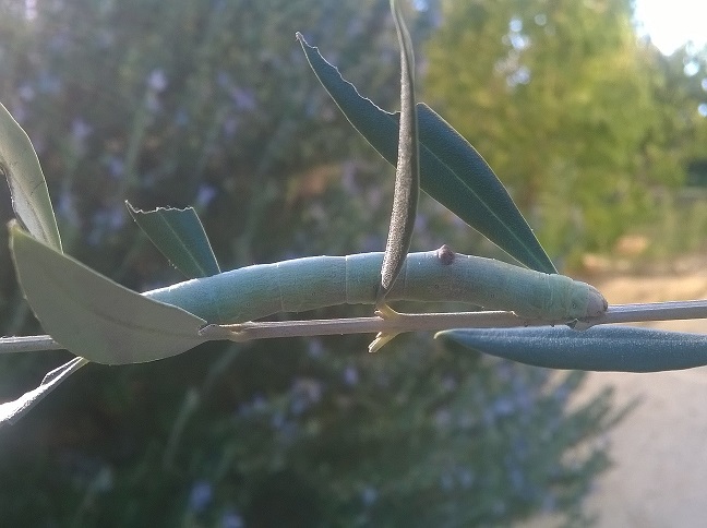 bruco da id.  Ascotis selenaria ?? S