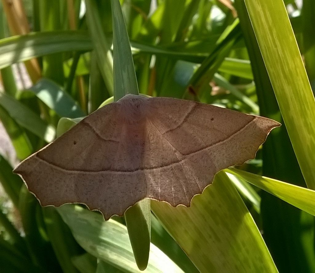 falena da id - Campaea honoraria, Geometridae