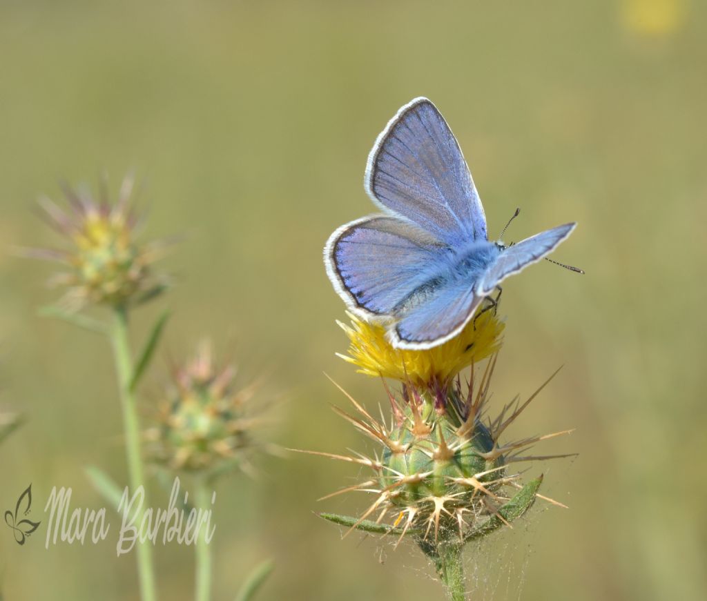 farfalla da id - Polyommatus (Polyommatus) celina, Lycaenidae