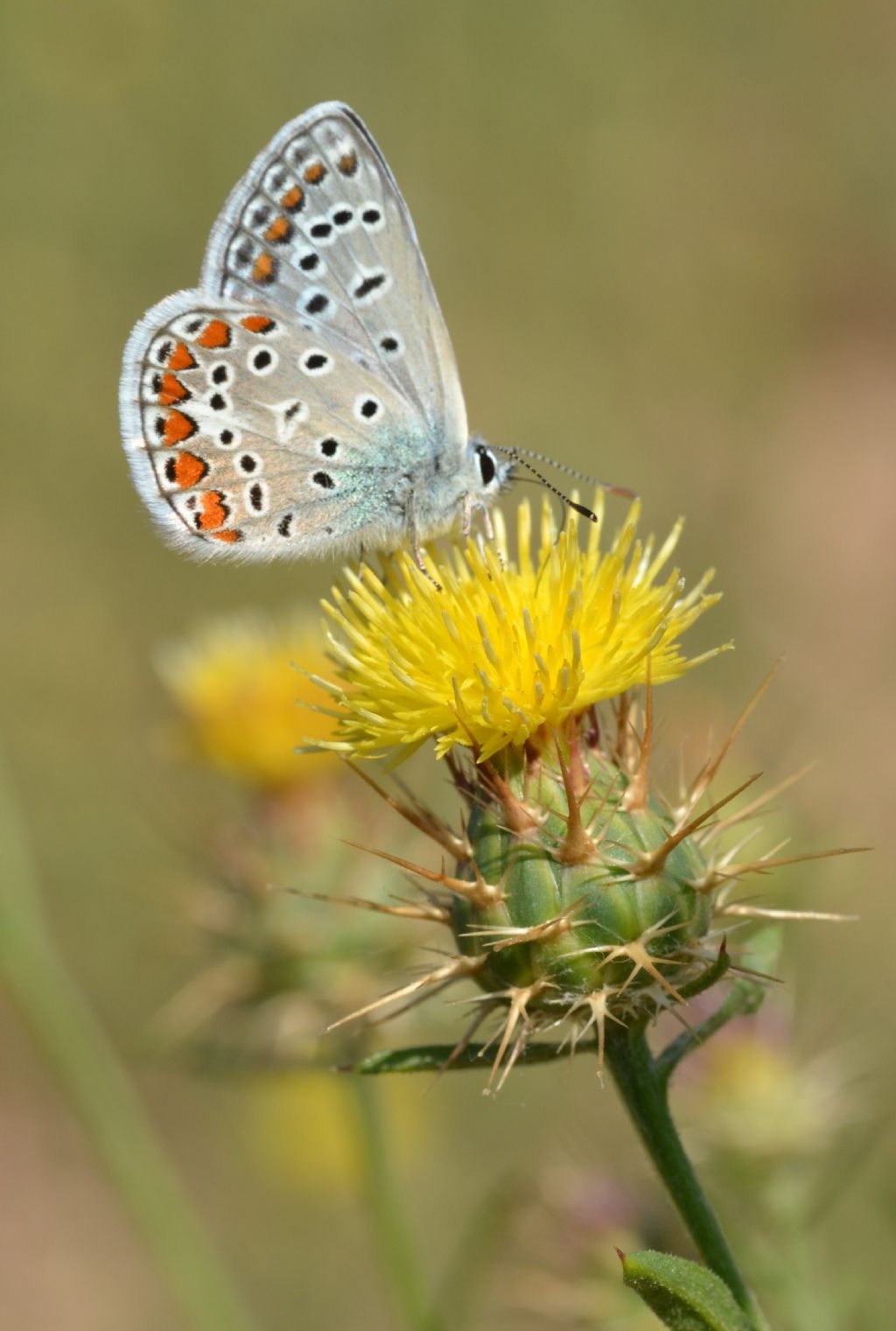 farfalla da id - Polyommatus (Polyommatus) celina, Lycaenidae