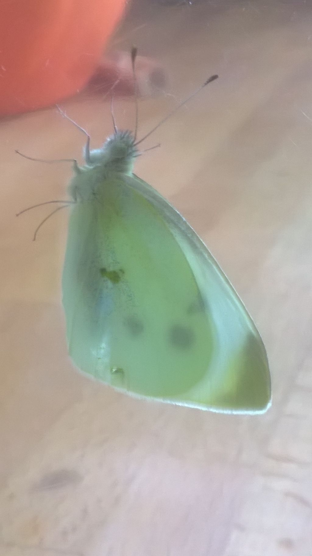 Pieris rapae o Pieris mannii? P. rapae, Pieridae