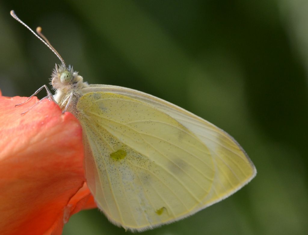Pieris rapae o Pieris mannii? P. rapae, Pieridae