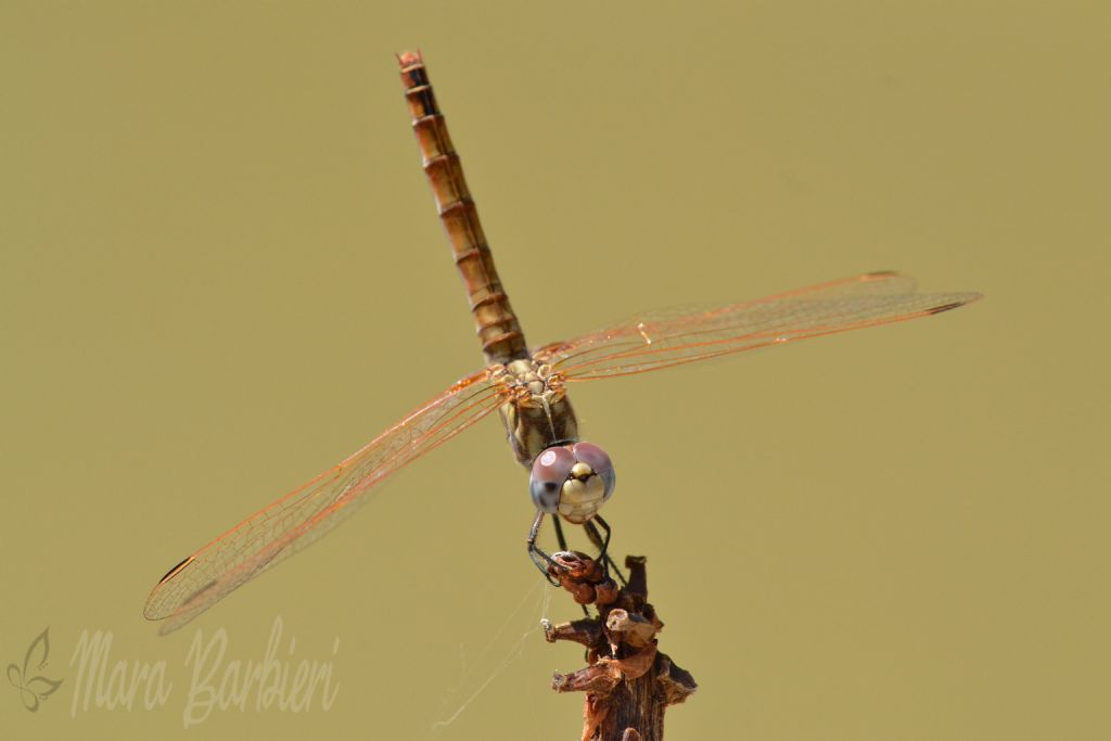 Trithemis annulata, femmina