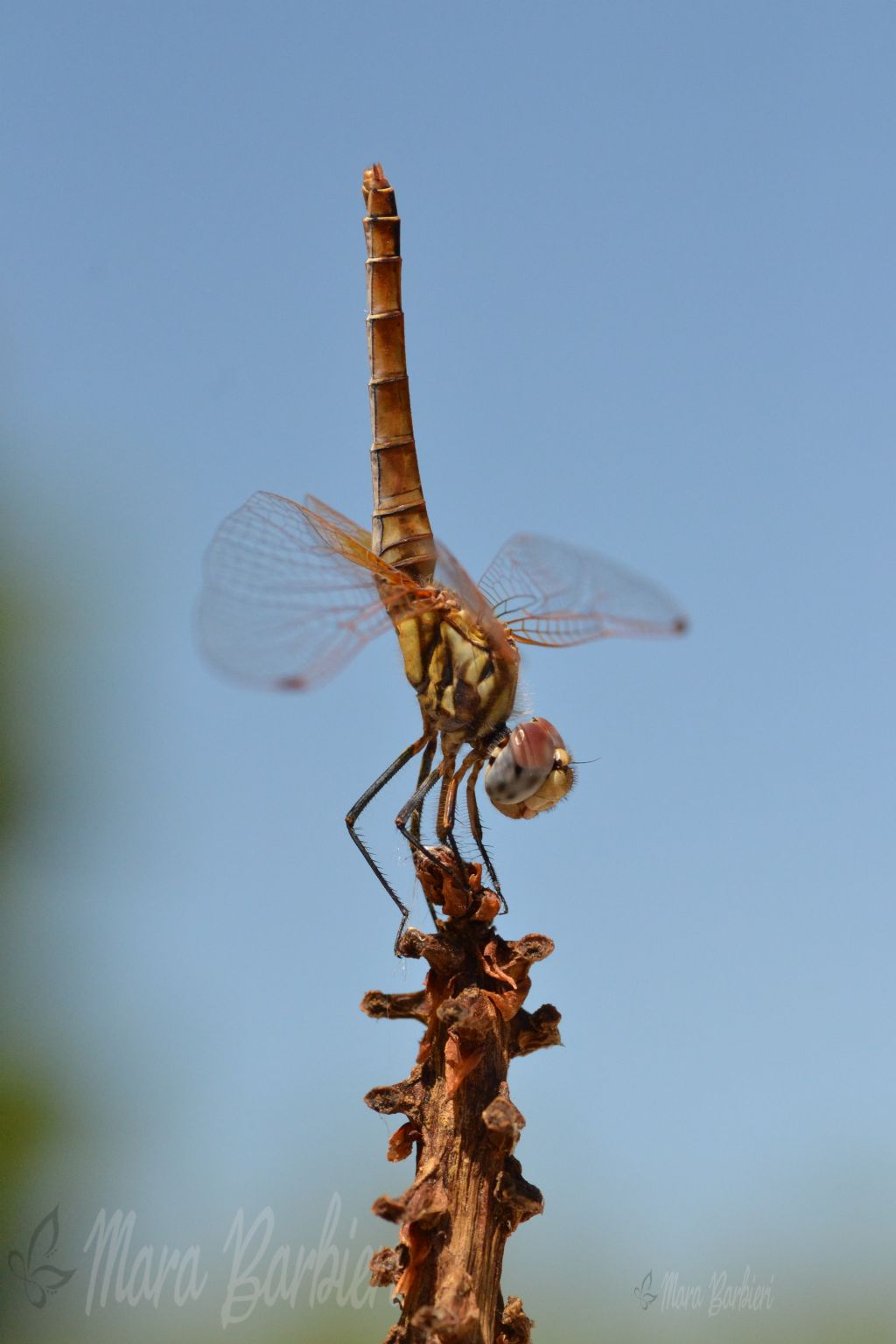 Trithemis annulata, femmina