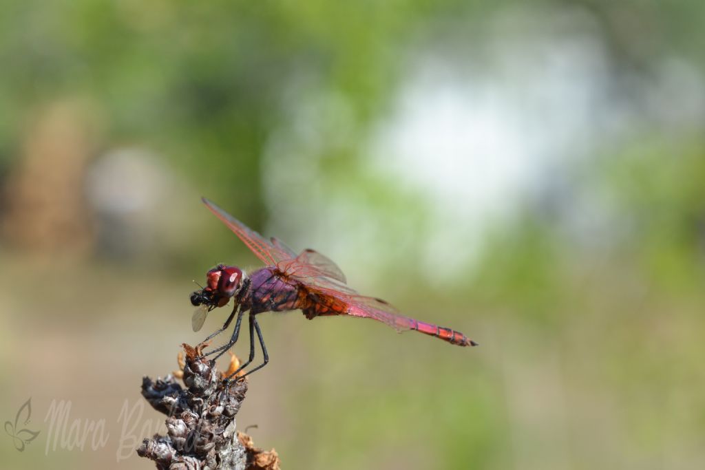 Trithemis annulata (Libellulidae)