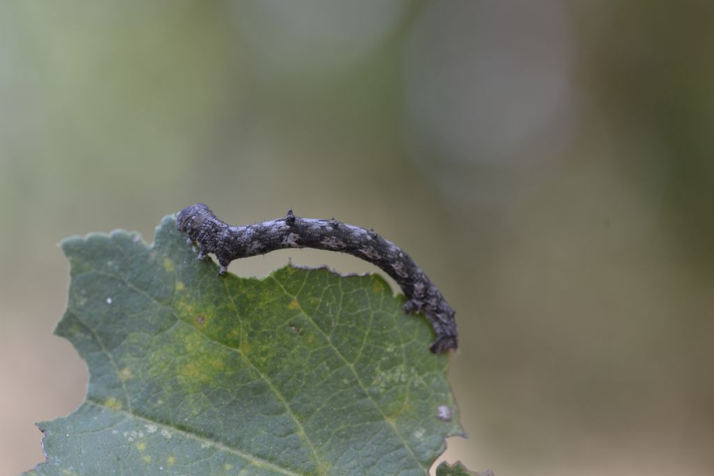ID Bruco Geometridae