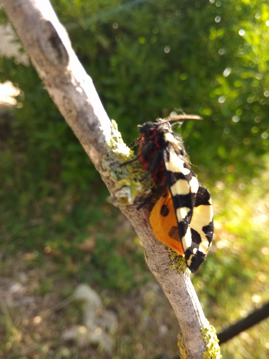 Bruco da id - Arctia konewkaii, Erebidae Arctiinae