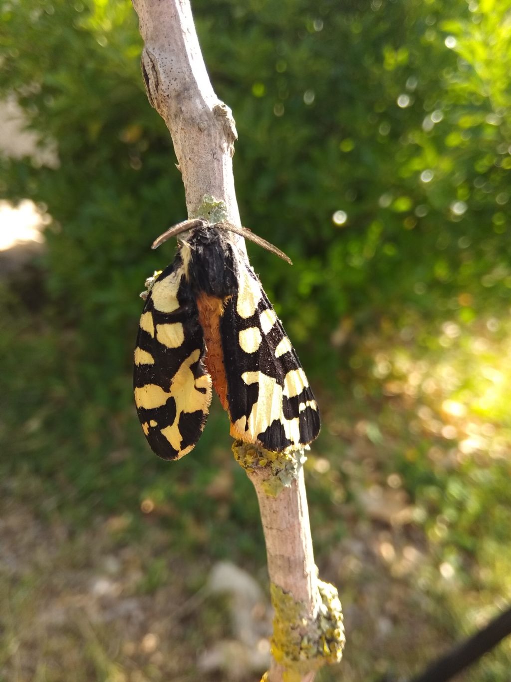 Bruco da id - Arctia konewkaii, Erebidae Arctiinae