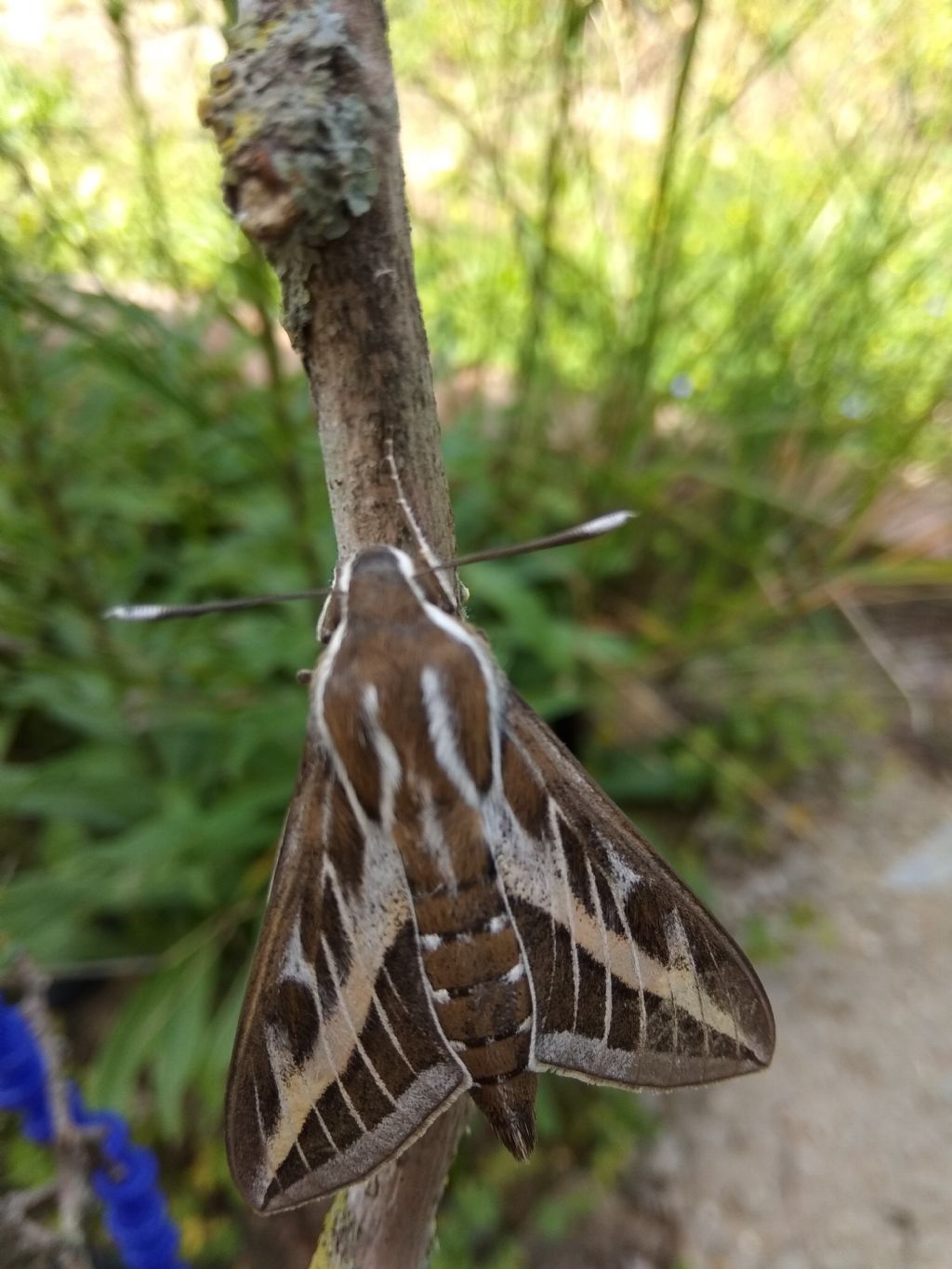 Hyles lineata? -  Hyles livornica, Sphingidae