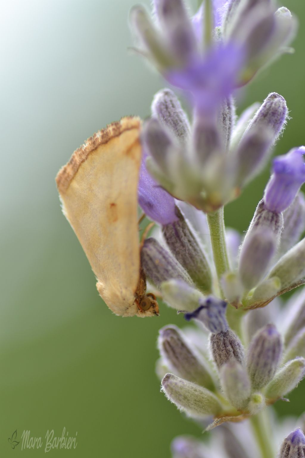 id falena: Aegle semicana - Noctuidae