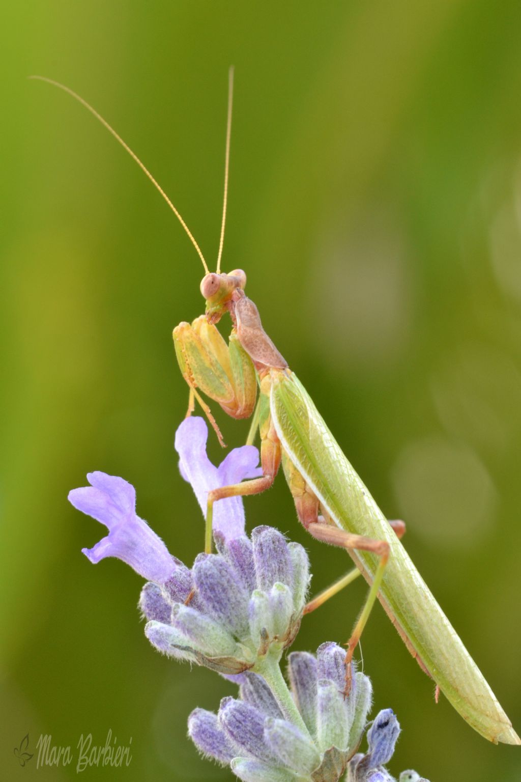 mantide religiosa? Ameles spallanzania maschio