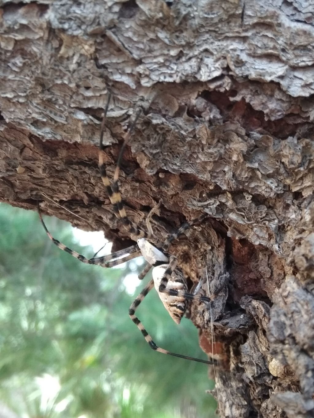 Argiope lobata - Santo Pietro Caltagirone (CT)