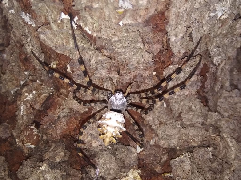 Argiope lobata - Santo Pietro Caltagirone (CT)