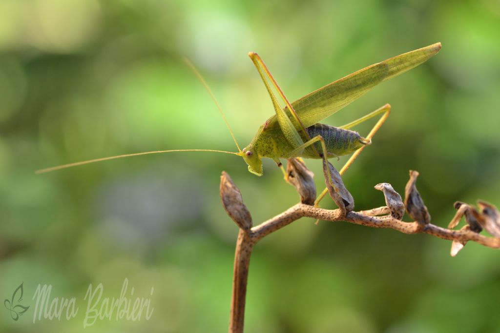 Phaneropteridae:  Phaneroptera sp.