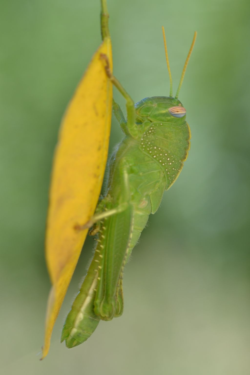 Anacridium aegyptium neanide??  S !