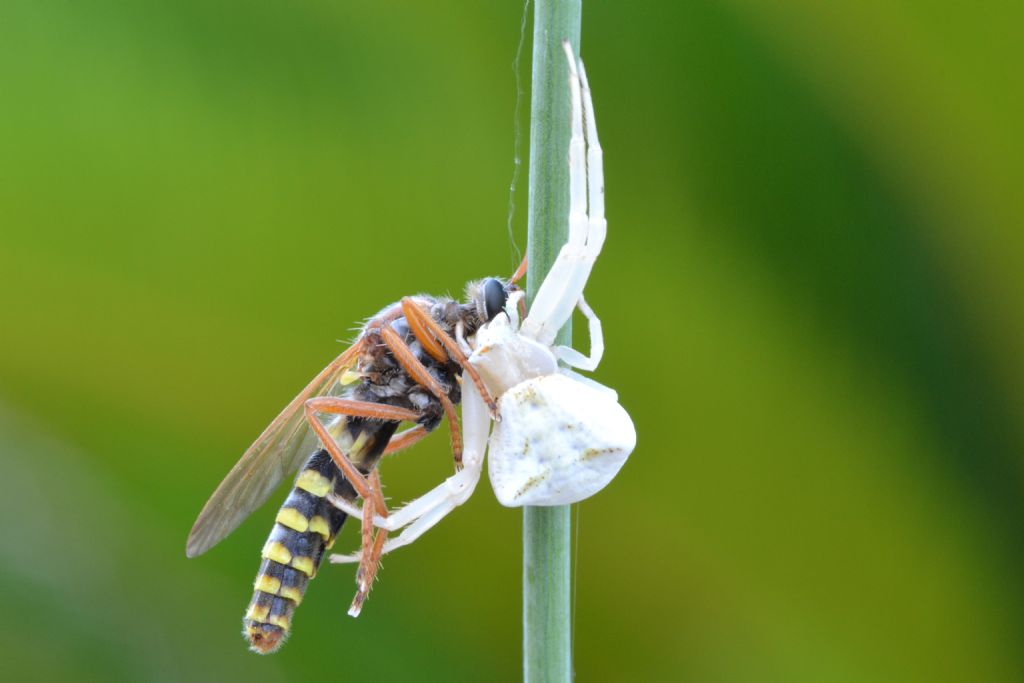 Ancylorhynchus sp. (Asilidae) predato da ragno Thomisus onustus