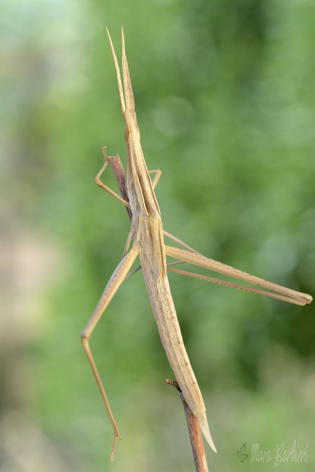 id Acrida ungarica mediterranea o Acrida turrita?